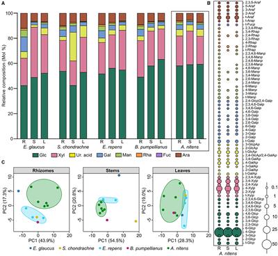 Comparative analysis of the soil microbiome and carbohydrate content of Anthoxanthum nitens (Sweetgrass) and other Poaceae grass tissues and associated soils